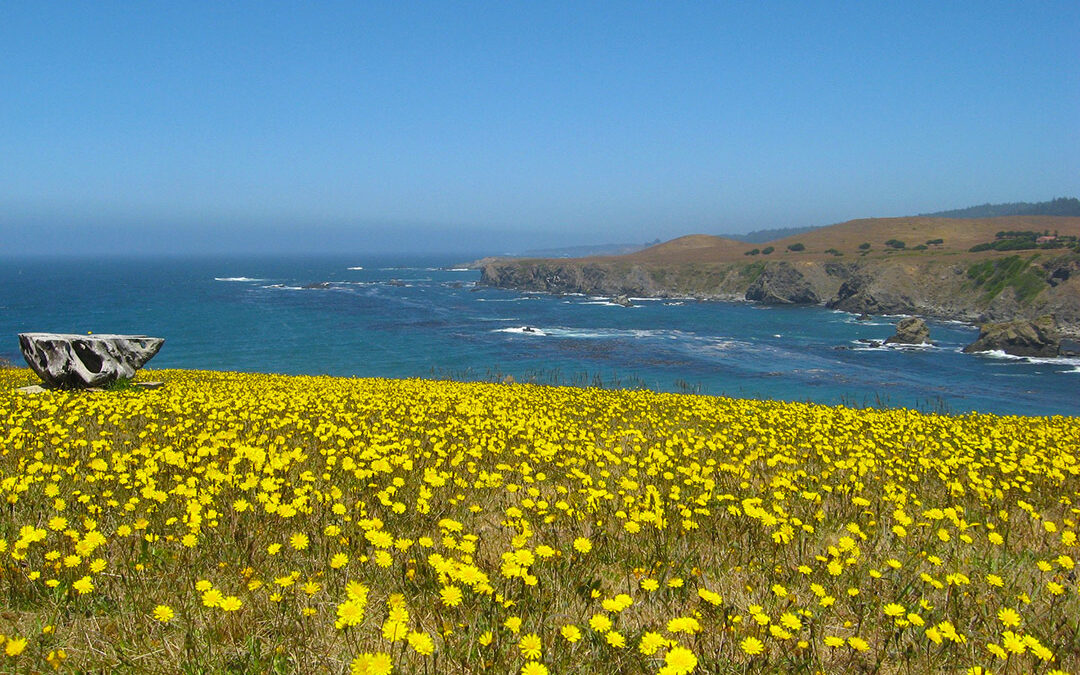 Where to See Wildflower Blooms in Southern California