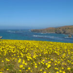 wildflower blooms malibu, ca