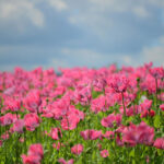 wildflower fields in los angeles