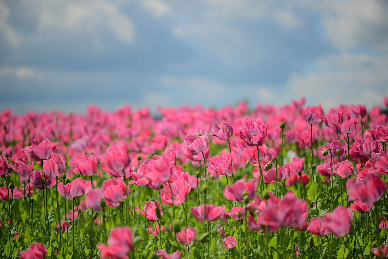 wildflower fields in los angeles